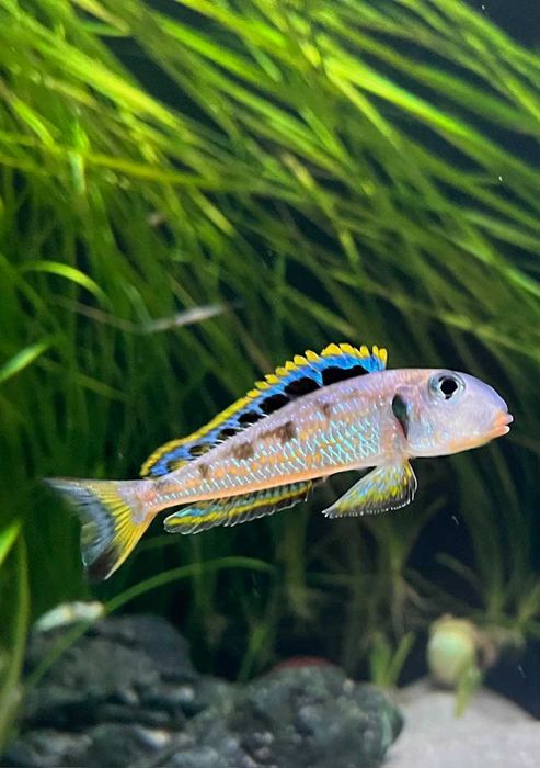 Xenotilapia Singularis Kekese pielęgnice Tanganika