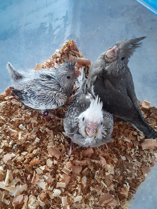 Caturras Domesticadas
