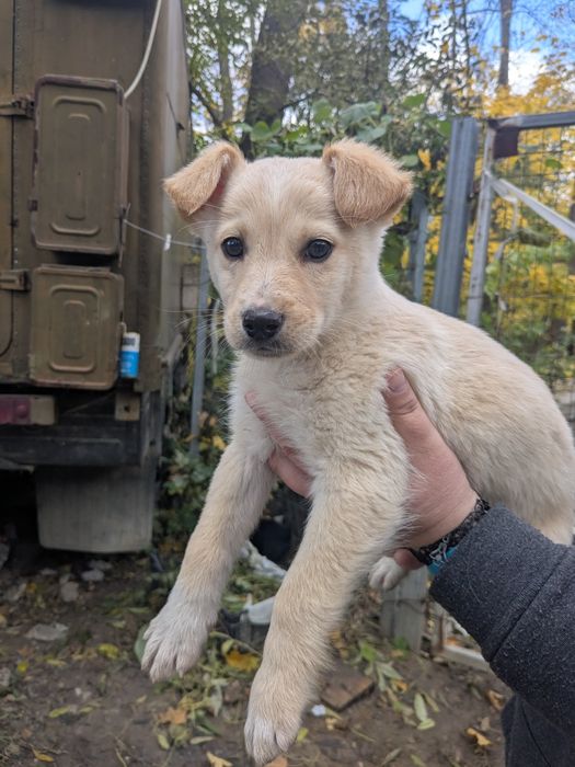 Щеня хлопчик Бублик шукає родину