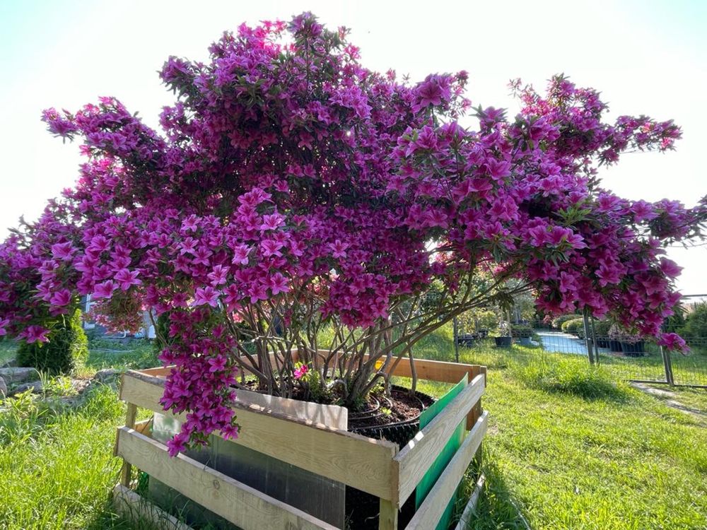 Gigant Rododendron Japonski wys. 2 m Purple Splendor