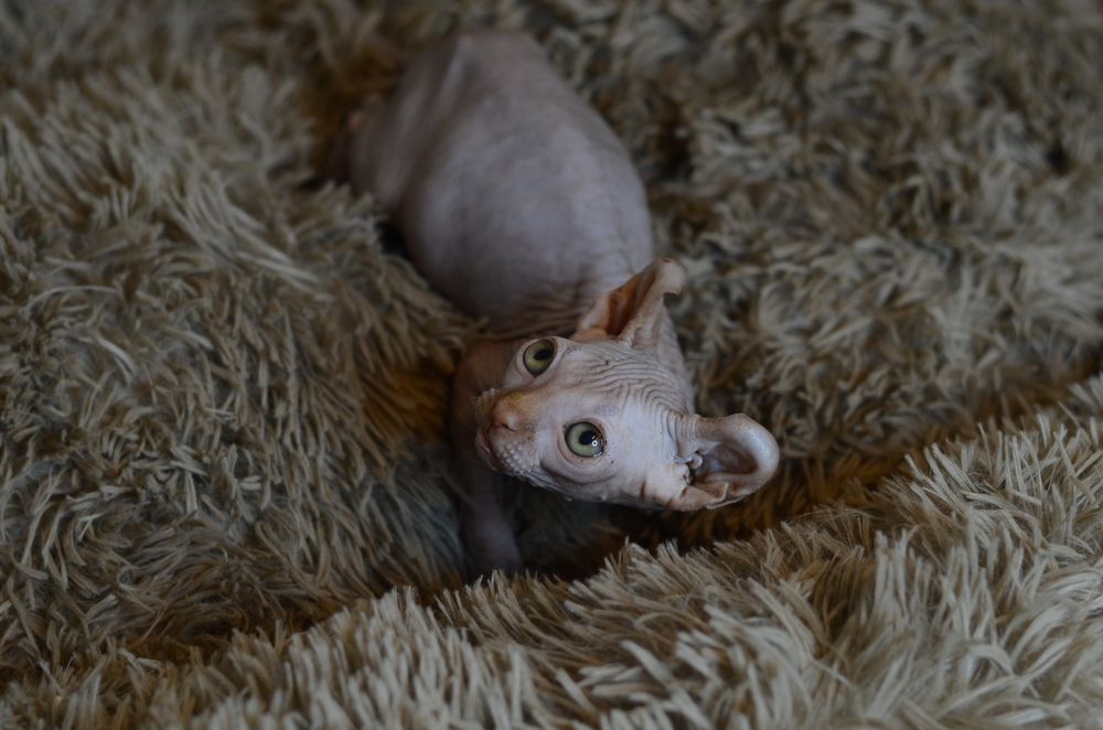 Канадский сфинкс. Эльф