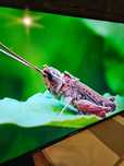 Tv Manta 55 cali 4k uhd