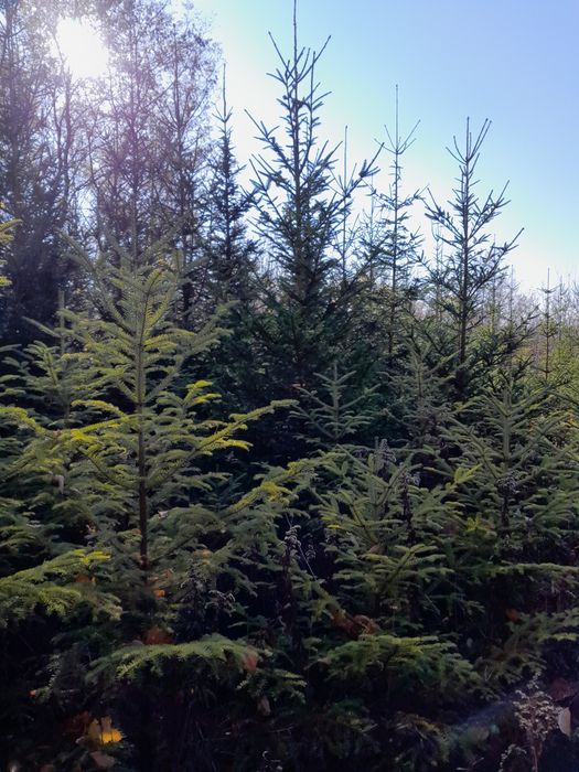 Choinki Jodla Swierk różne