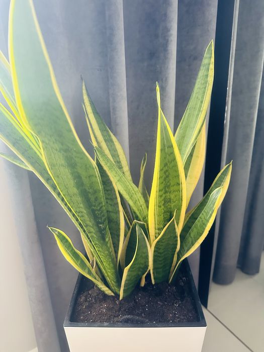 Roślina doniczkowa Dracaena trifasciata wężownica duża 65-70 cm