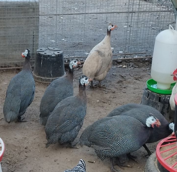 Perliczki brojlerowe i półbrojlerowe młode i dorosłe.