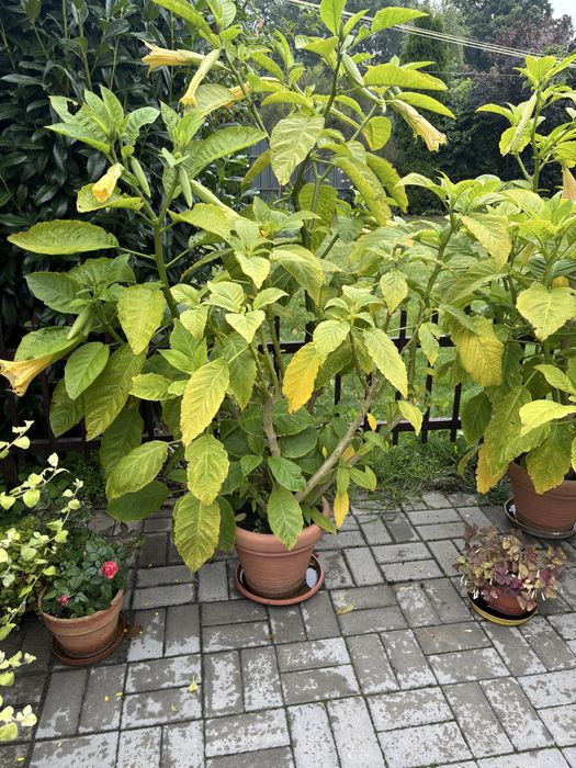 Piękne Datury dwuletnie 160 cm !