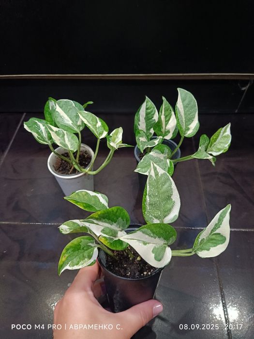 Рослини за доступними цінами