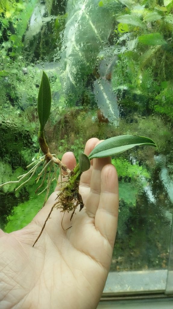 Мініатюрна орхідея bulbophyllum hampeliae