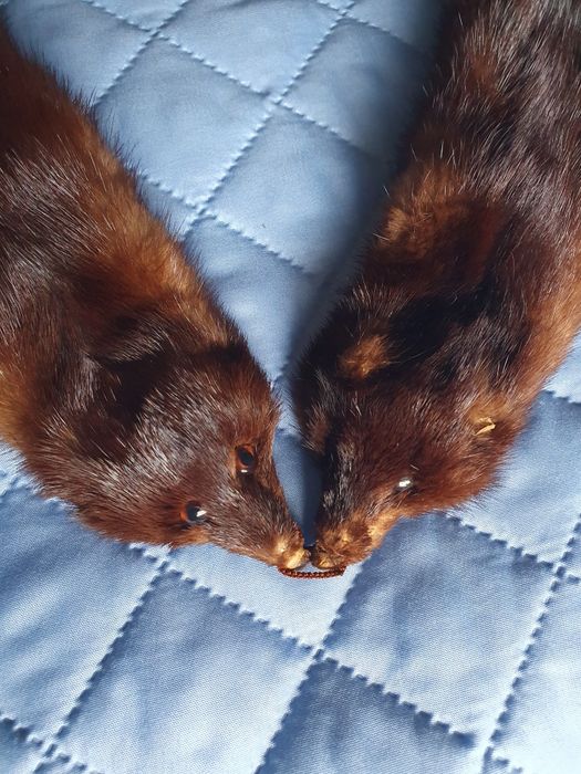 Estola pele de marta