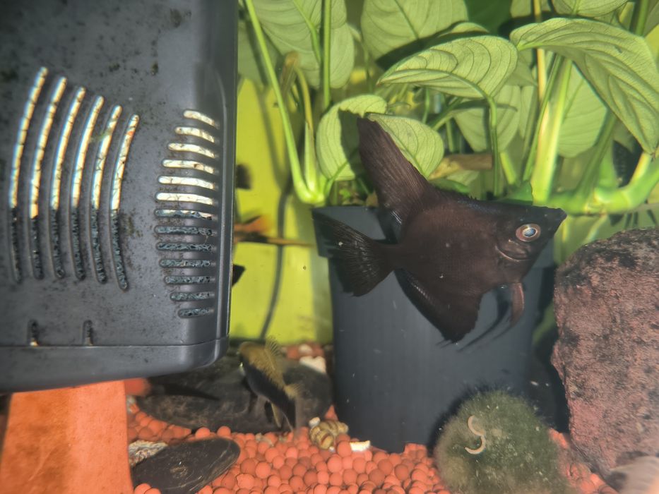 Escalar Negro - Possíveis Casais