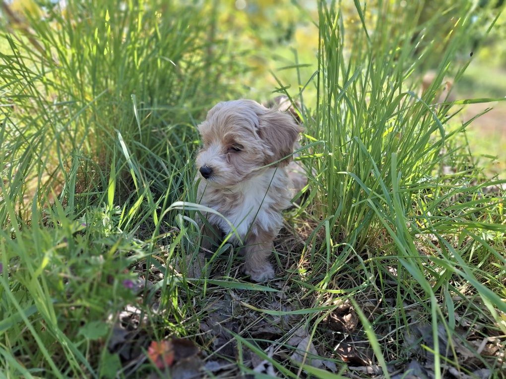 Maltipoo szczeniaki