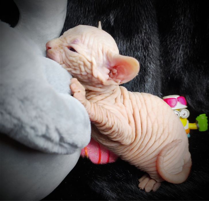 Канадский сфинкс мальчик клуб документы родословная WCF