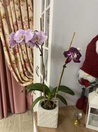 Орхідея/фаленопсіс відцвіташка Nouveau Метелик