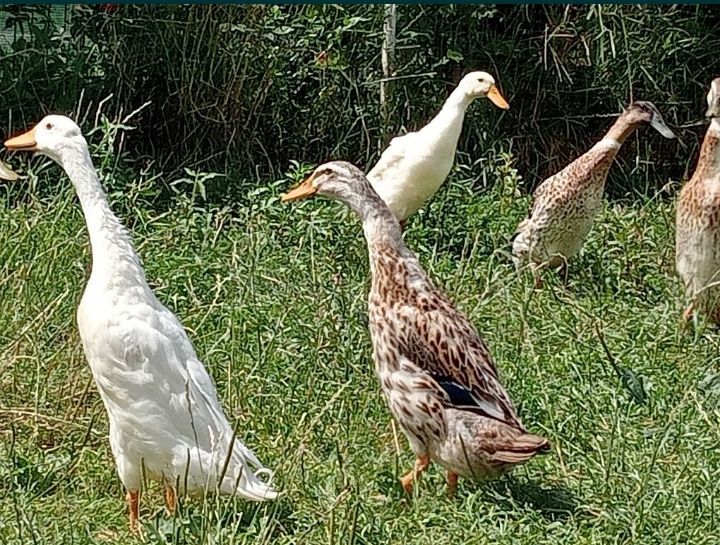 Індійські бігунки качки