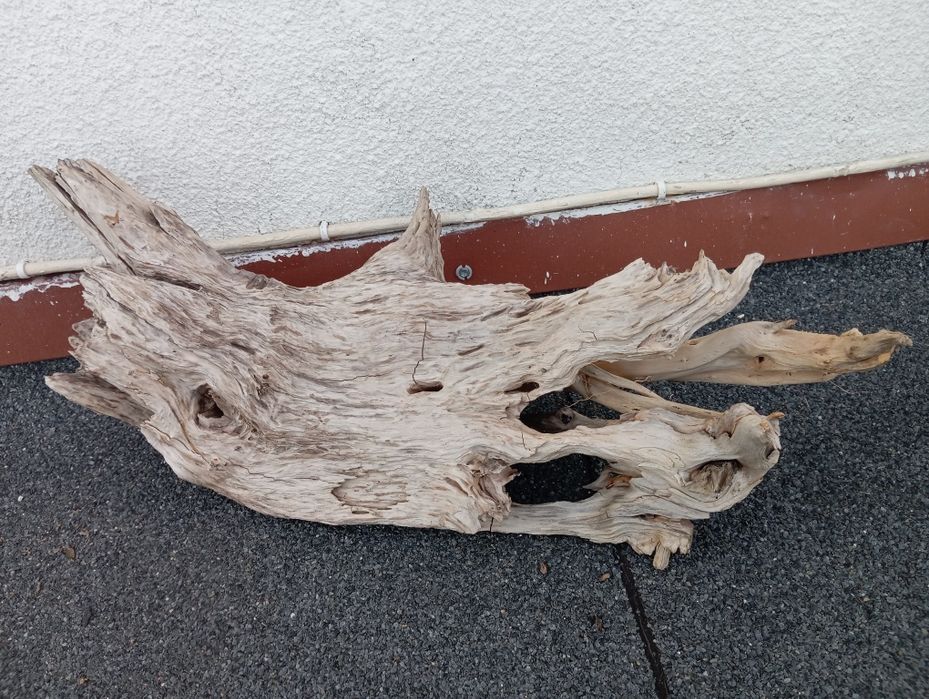 Korzenie do akwarium cd ,terrarium duży wybór !