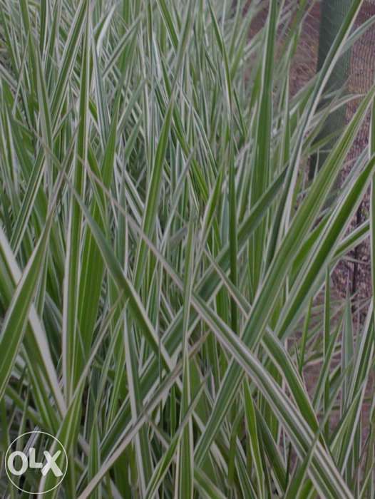 Фалярис (бухарник), декоративная трава