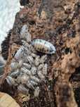 Porcellio laevis Dairy Cow 15 szt