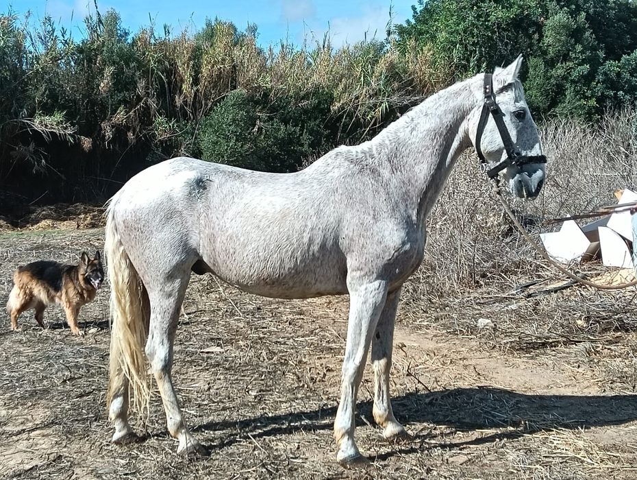 Cavalo capado cruzado