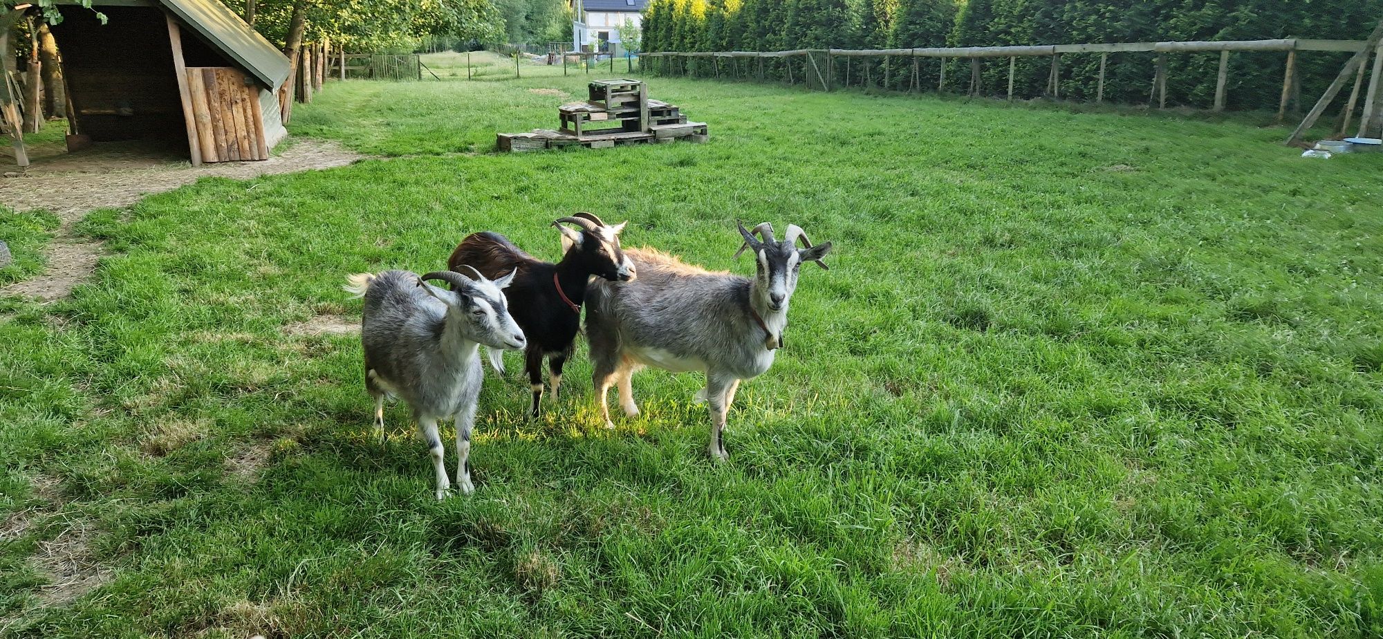 Kozy matka i 2 córki