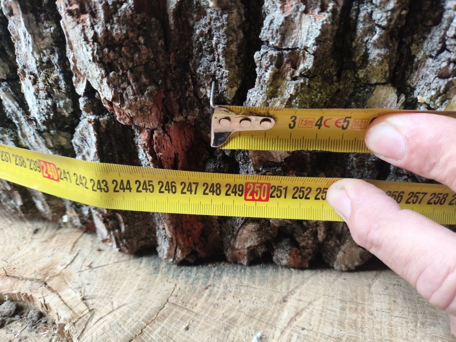 Sprzedam plastry dębowe