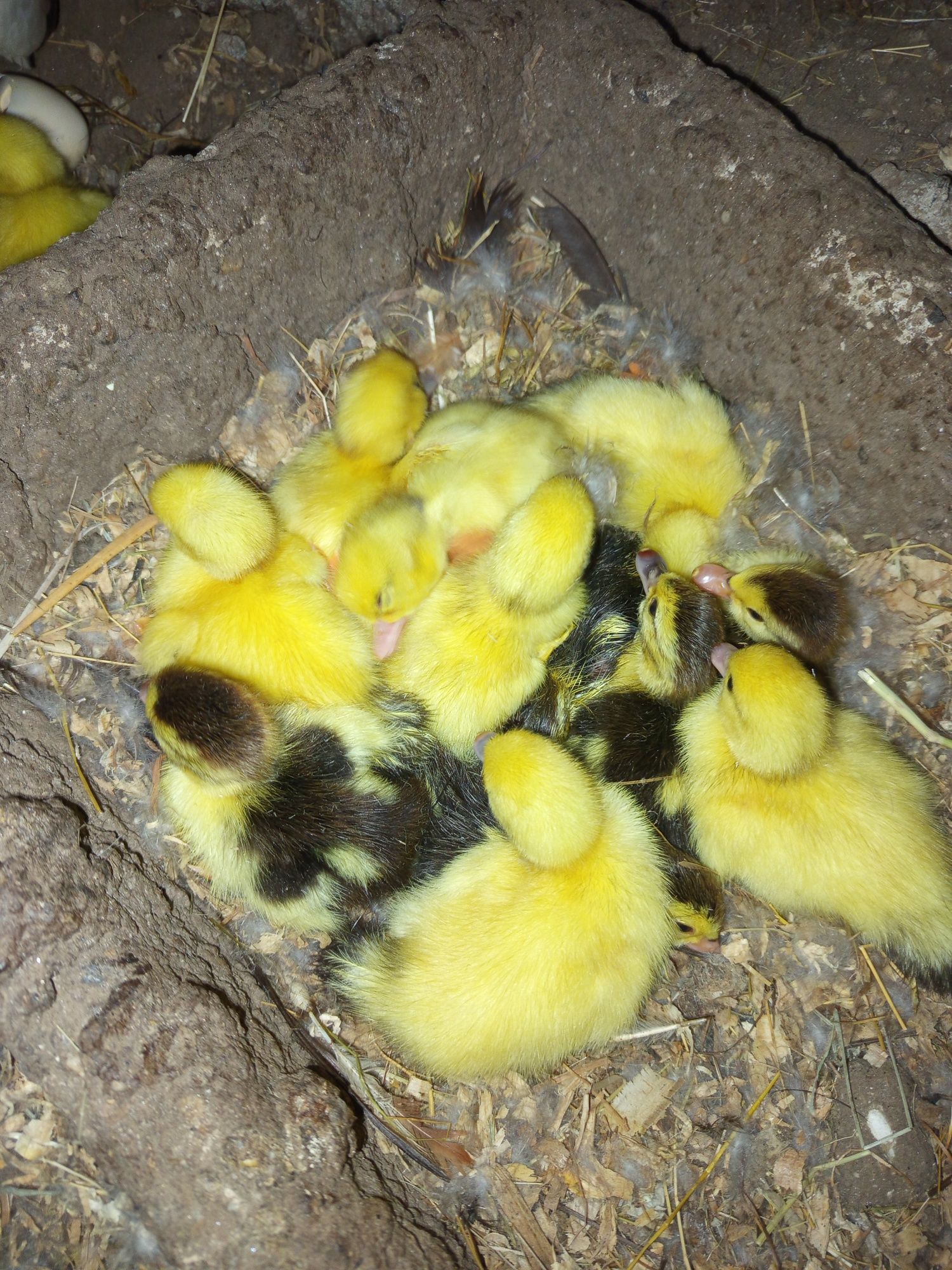 Patos mudos lindos