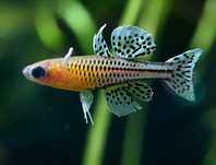 Modrook Gertrudy (Pseudomugil gertrudy) SKLEP ŻYRAFA