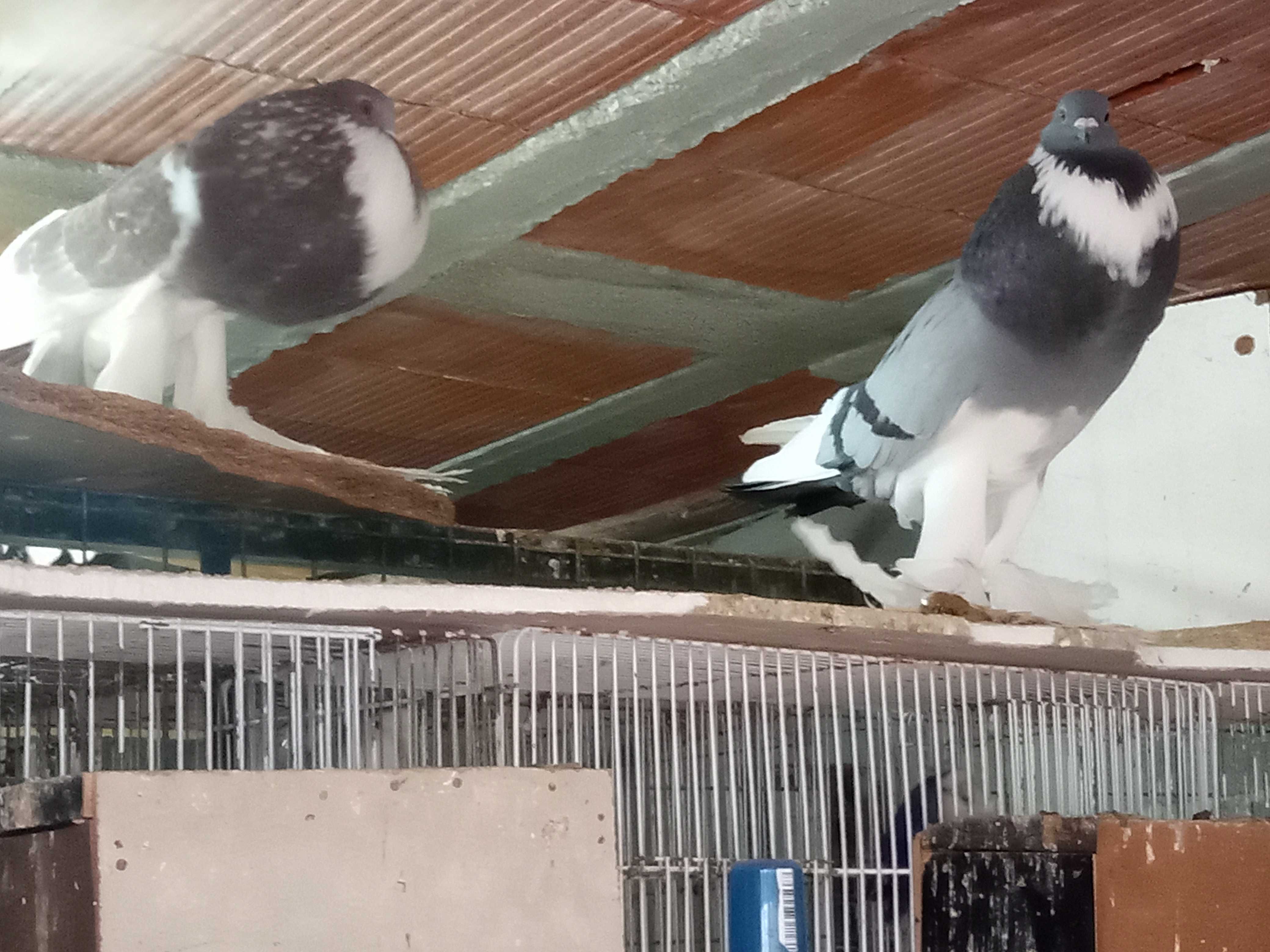 Vendo pombos papo de vento pomerânia e codornizes da china