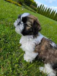 Piesek shih tzu. Piękny miot