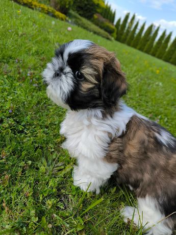 Piesek shih tzu. Piękny miot