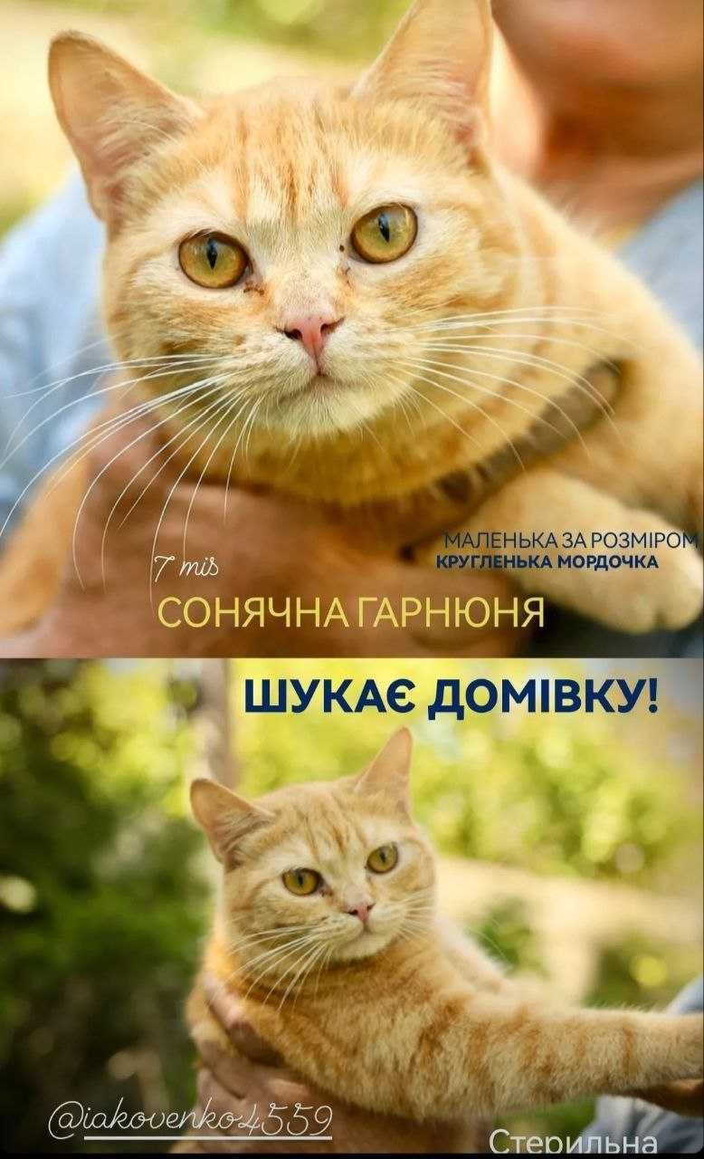 Коти кішки Кошенята різні коты кошки котята