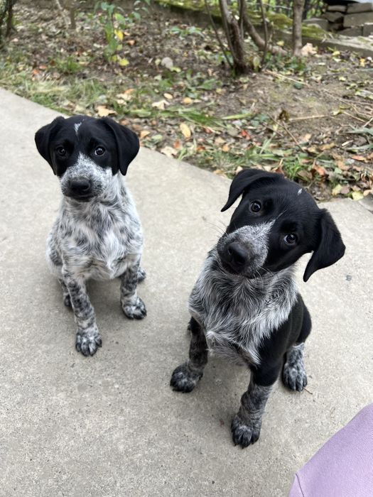 БЕЗКОШТОВНО цуценята мікс курцхаара та лайки