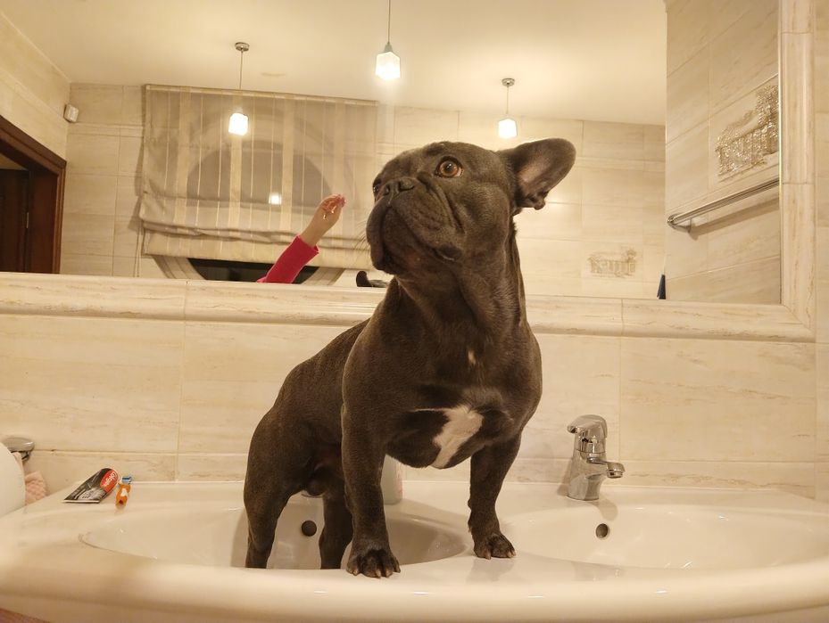 Reproduktor buldog francuski blue 400zł