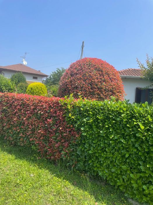 Głogownik Redrobin Photinia multiplat 104 szt