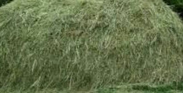 сіно, отава цьогорічна