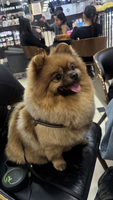 Померанский шпиц. Кобель. Вязка