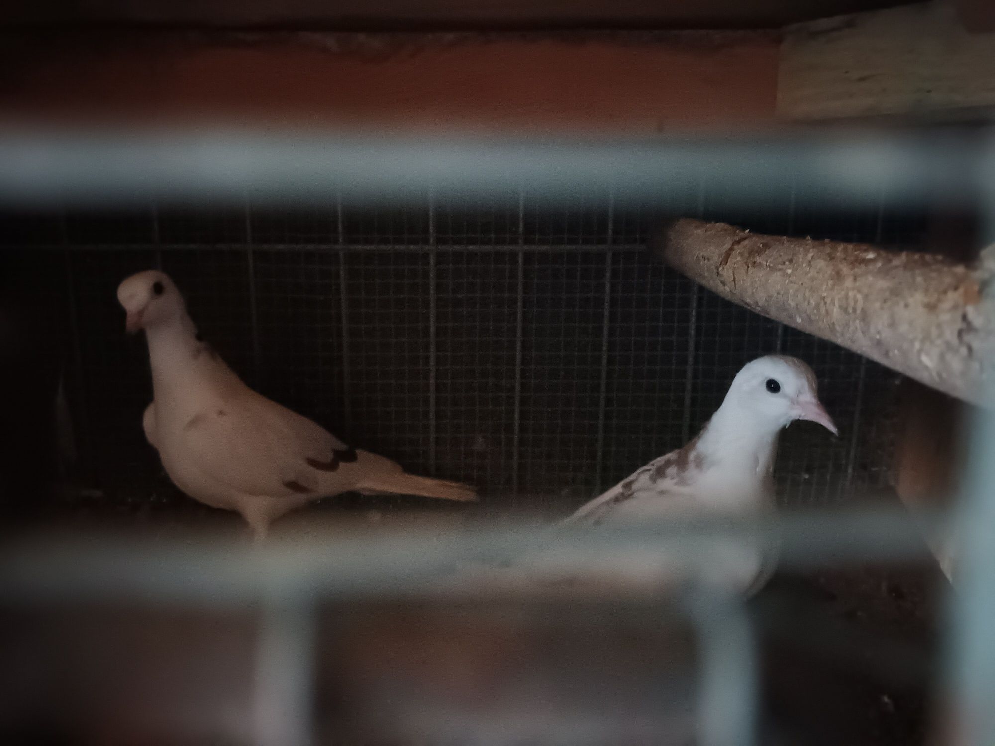 Cukrusie  cukrówki białe szeki dorosłe młode