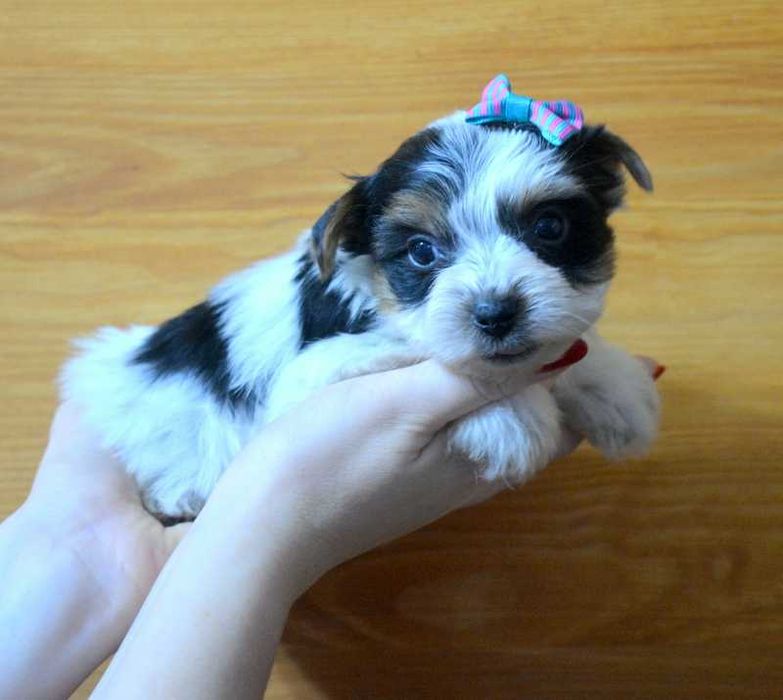 Colorful Yorkshire Terrier suczka Molly Biewer rodowód