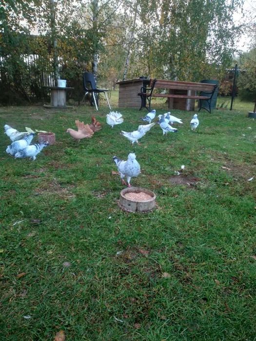 Sprzedam gąłebie sztaficercy
