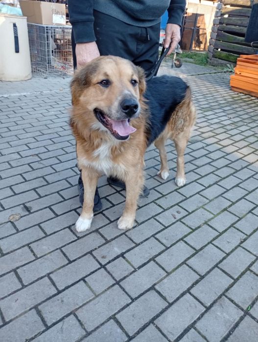 Cudny duży młody kochany pies do adopcji.