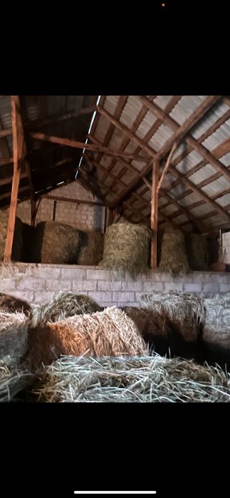 Siano 2025 suche pogodne