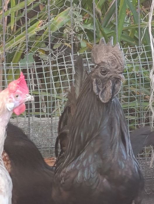 Kogut Ayam Camani