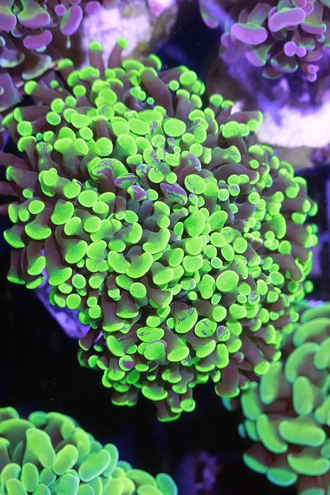 Euphyllia Paraancora Bicolor Grraffted FLUOLAMPS WYSYLKI