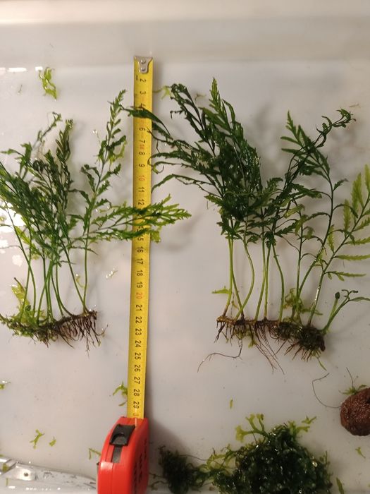 Bolbitis Heudelofii roślina akwariowa od 20 zł