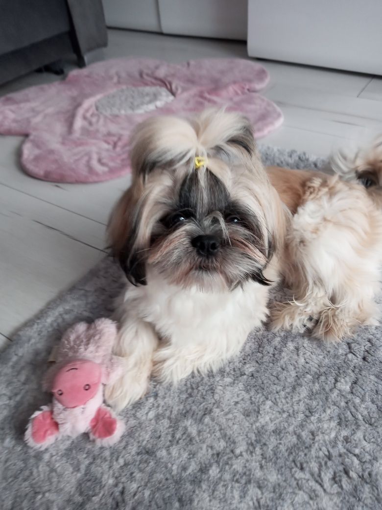 Reproduktory rasy Shih Tzu