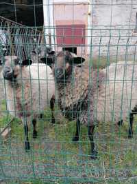 Baranek, dwie owce