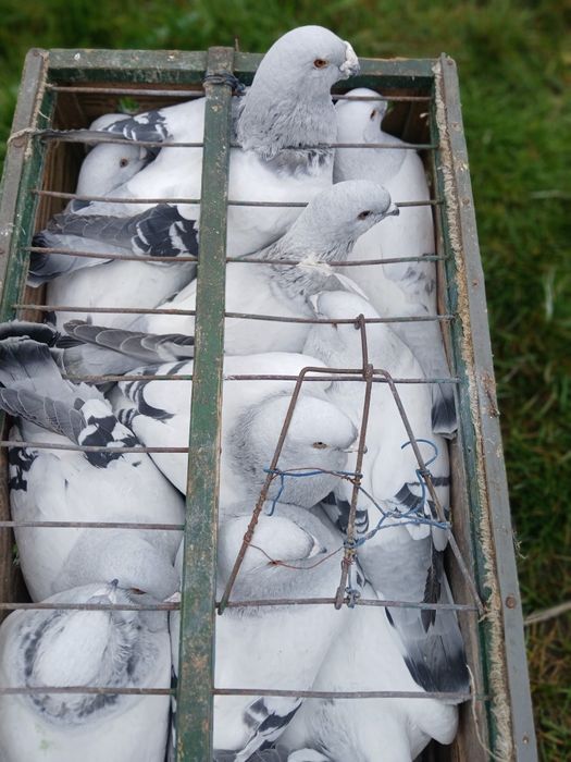 Sprzedam standard samce samice