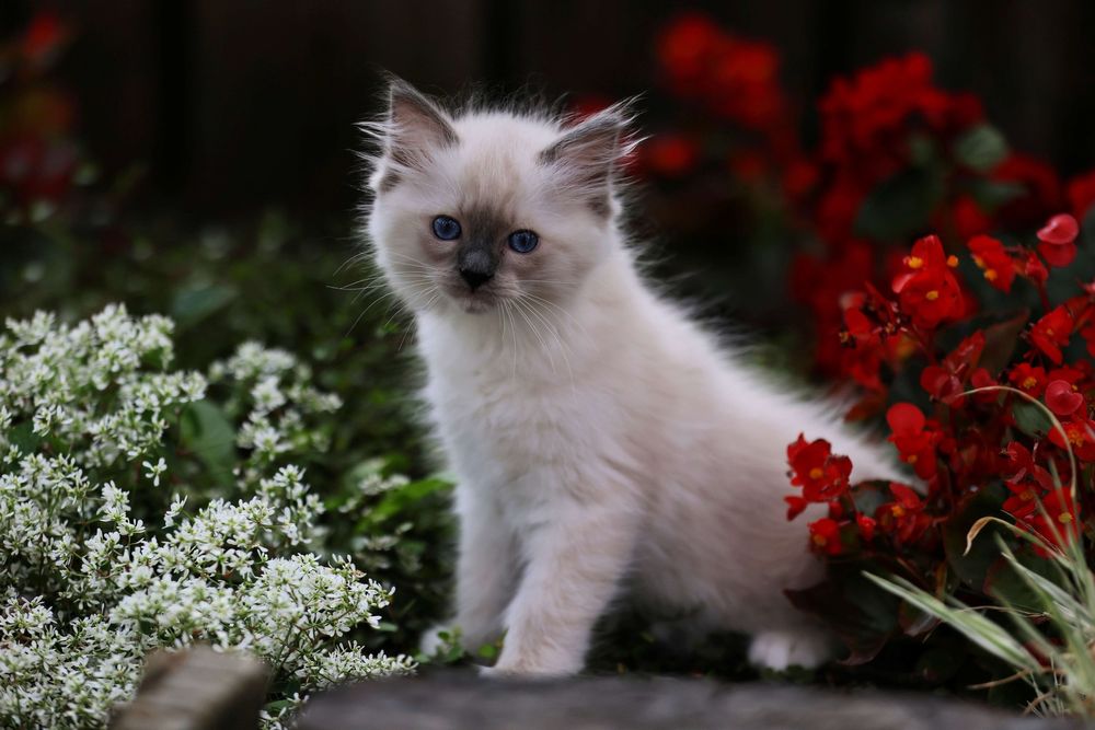 Koteczek Ragdoll z rodowodem Felis Polonia