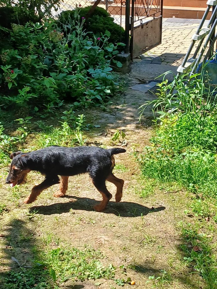 Terrier niemiecki piesek