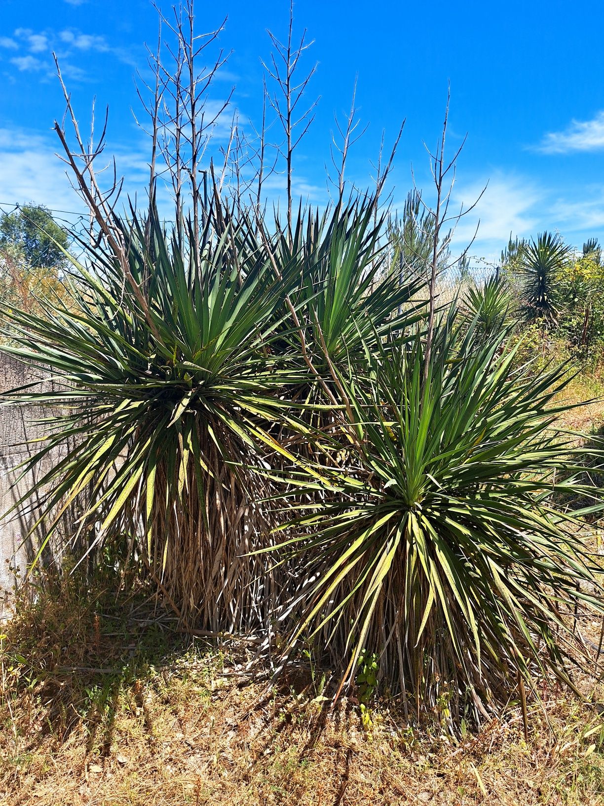 Yucca para dar , mas tem de vir buscar