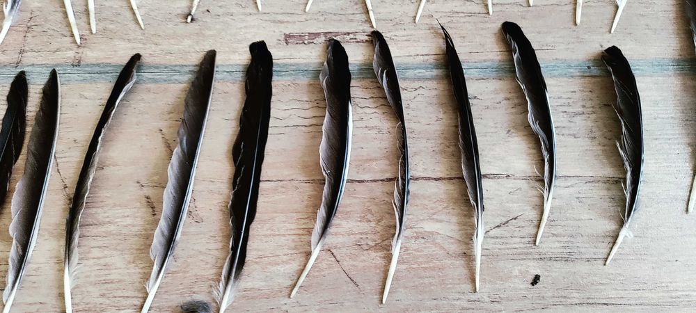 Pióra sójki, ozdne, lotki, sterówki 40 sztuk. Bardzo ładne.